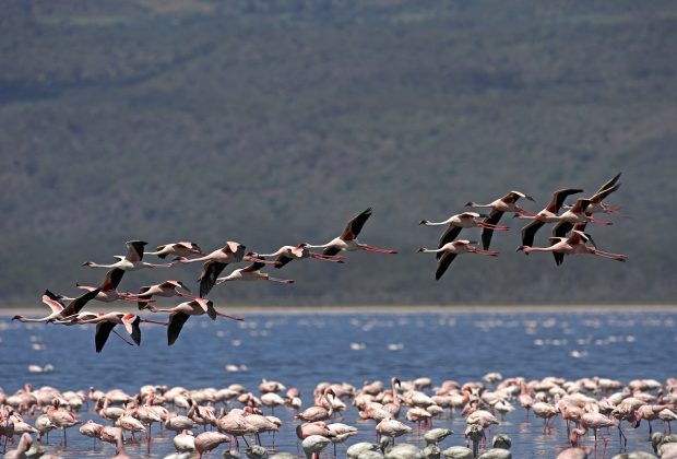 Lesser Flamingo, phoenicopterus minor, Group in Flight, Nakuru Lake in Kenya