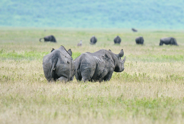 Ngorongoro tanzania