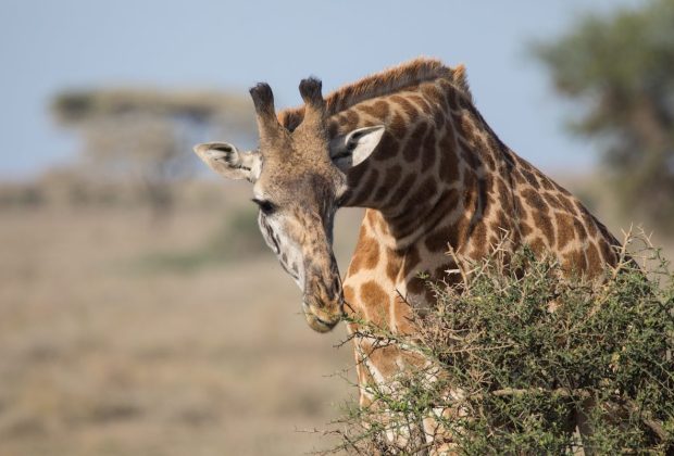 Ndutu NgoroNgoro Conservation Area