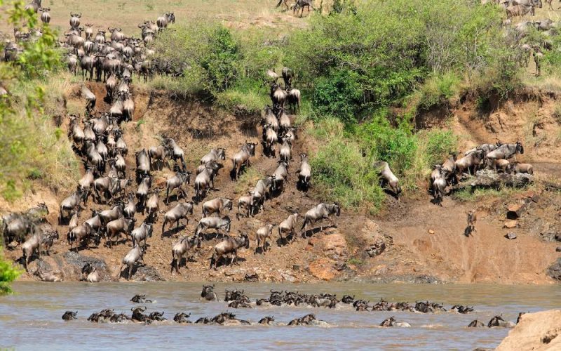 Migratory blue wildebeest (Connochaetes taurinus) crossing the Mara river, Masai Mara National Reserve, Kenya