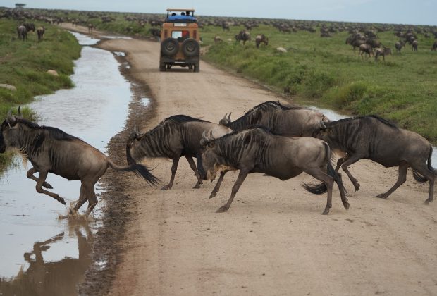 Great Migration Serengeti Gnu Wildebeest Zebra Connochaetes taurinus. High quality photo