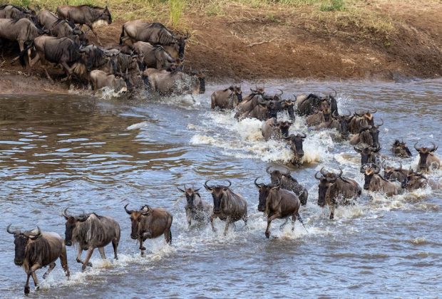 wildebeest crossing the Mara River in North Serengeti, Tanzania