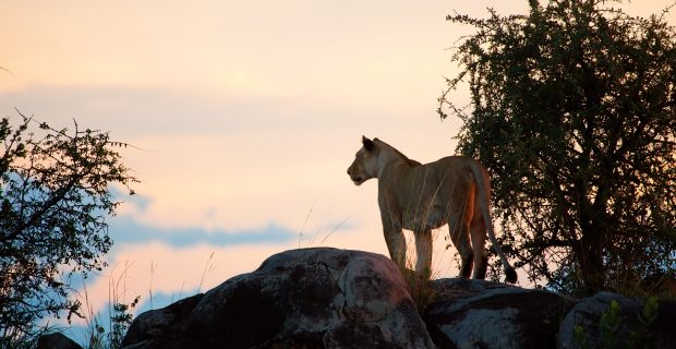 Female lion on rocks at sunset on savanna in Serengeti in Tanzania, Africa